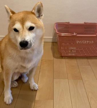 松岡昌宏の愛犬